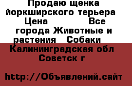 Продаю щенка йоркширского терьера  › Цена ­ 20 000 - Все города Животные и растения » Собаки   . Калининградская обл.,Советск г.